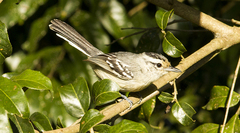 Herpsilochmus atricapillus