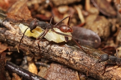 Eciton burchellii