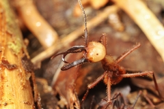 Eciton burchellii