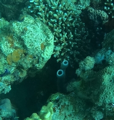 Callyspongia siphonella