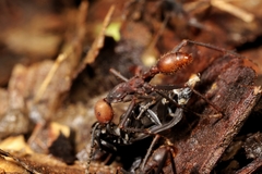 Eciton burchellii