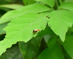 Paridea angulicollis