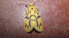 Miltochrista terminospota