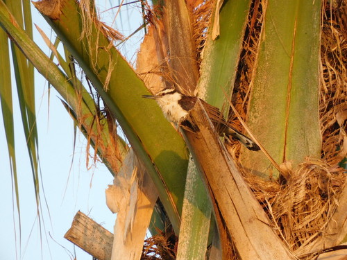 Bicolored Wren (Campylorhynchus griseus), photo 10