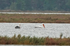 Pelecanus crispus