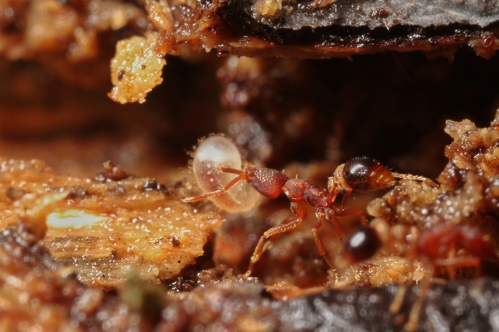 Strumigenys smithii