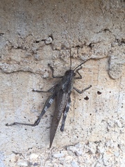 Anacridium aegyptium