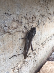 Anacridium aegyptium