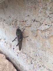 Anacridium aegyptium