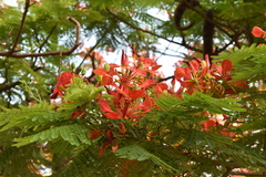 Delonix regia