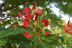 Delonix regia