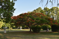 Delonix regia