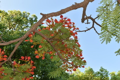 Delonix regia