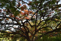 Delonix regia