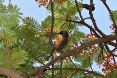 Delonix regia