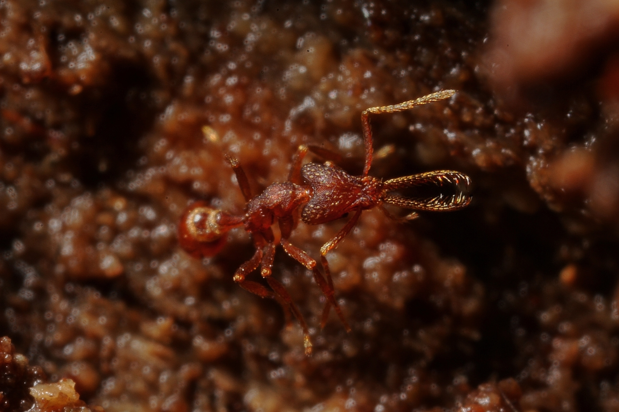 Strumigenys cordovensis