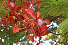 Delonix regia