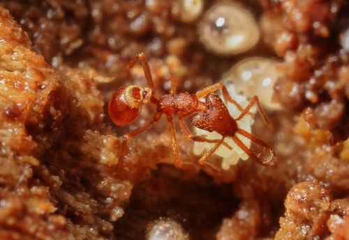 Strumigenys dolichognathaStrumigenys dolichognatha