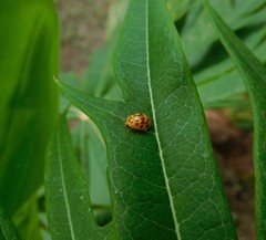 Psyllobora lutescens