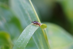 Depressa striatipennis