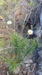 Argyranthemum gracile image