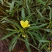 Water Buttercup - Photo (c) Manuel R Popp, some rights reserved (CC BY), uploaded by Manuel R Popp