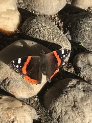 Vanessa atalanta
