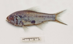 Optivus agastos