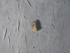 Plusiodonta clavifera