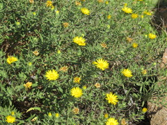 Heterotheca stenophylla