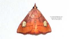 Orybina regalis