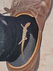 Eremiascincus richardsonii