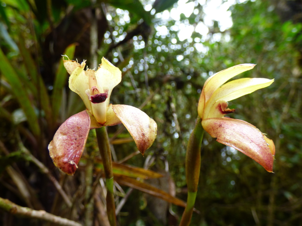 Maxillaria aequiloba