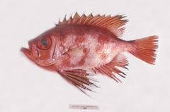 Cookeolus japonicus