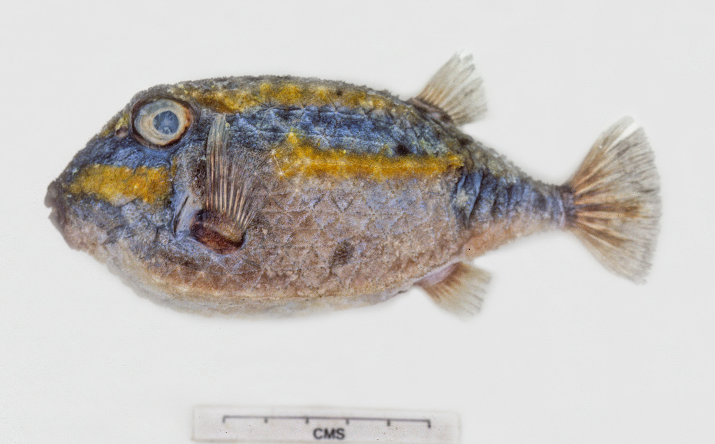 Yellow-striped basketfish (Kentrocapros flavofasciatus) — Aracanidae