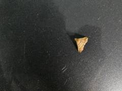 Heterogramma circumflexalis