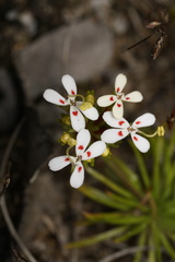 Stylidium guttatum