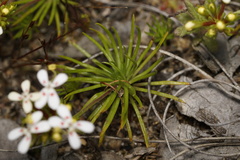 Stylidium guttatum