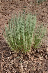 Artemisia pauciflora
