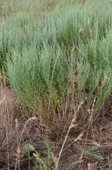 Artemisia pauciflora