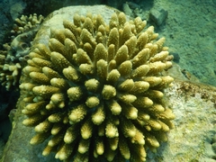 Acropora gemmifera