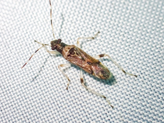 Parathyginus signifer