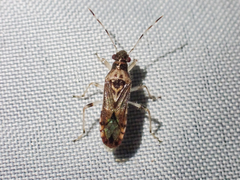 Parathyginus signifer