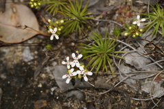 Stylidium guttatum