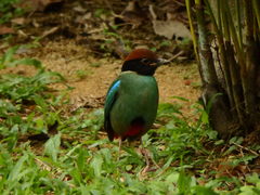 Pitta sordida cucullata