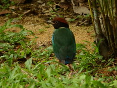 Pitta sordida cucullata