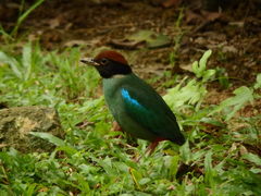 Pitta sordida cucullata