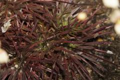 Stylidium caespitosum