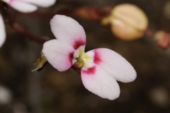 Stylidium caespitosum