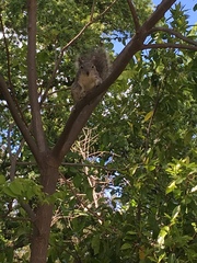 Sciurus griseus